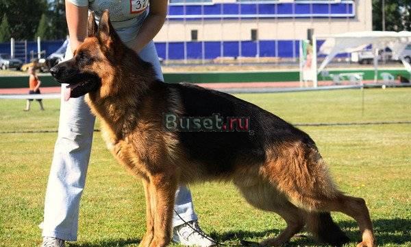 Немецкая овчарка Уфа