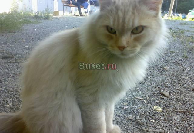 Котик ищет хозяина Челябинск