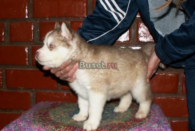 Щенки Хаски Новосибирск