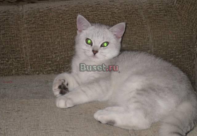 Британские котятки (шиншиллы) м. ясенево Москва