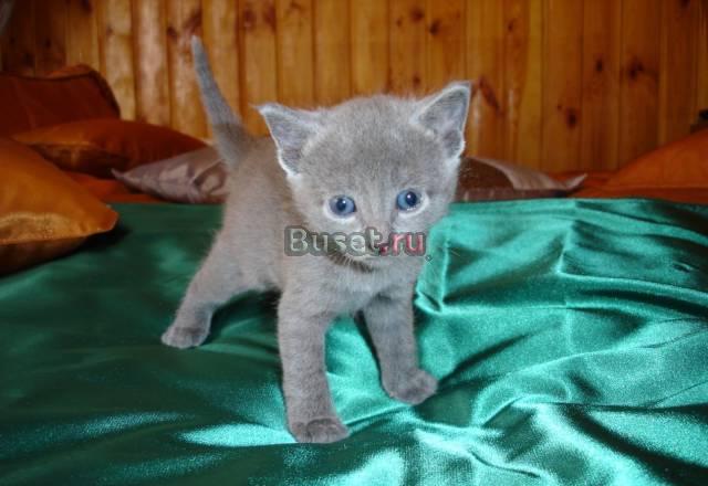 Русской голубой кошки котята Новосибирск