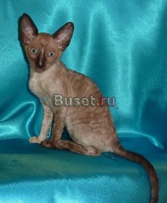 Котята породы корниш-рекс Псков