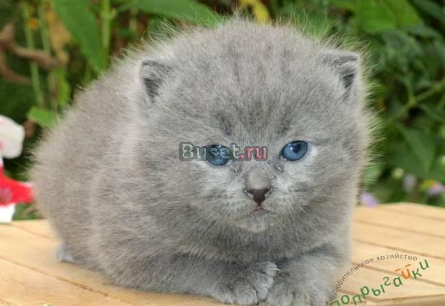 Обворожительный голубок котик Лобня