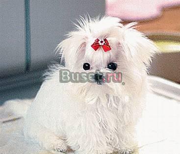 Мальтезе (мальтийская болонка) Только для Вас Москва