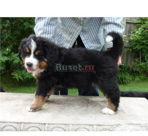 Бернский щенка горы для продажи Москва