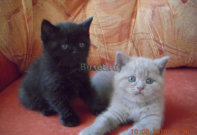 Британские котята Санкт-Петербург