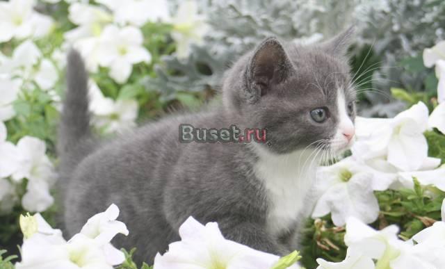 Продам в хорошие руки) Москва