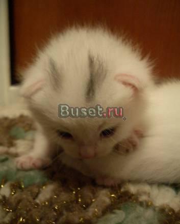 Персидские котята Москва
