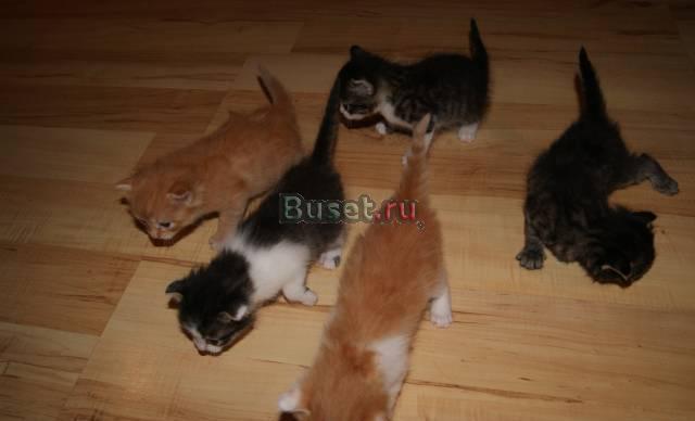 Котята вислоухие, очень миленькие) Ростов-на-Дону