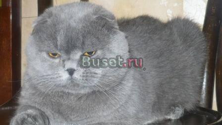Вязка с вислоухим лиловым котом Москва