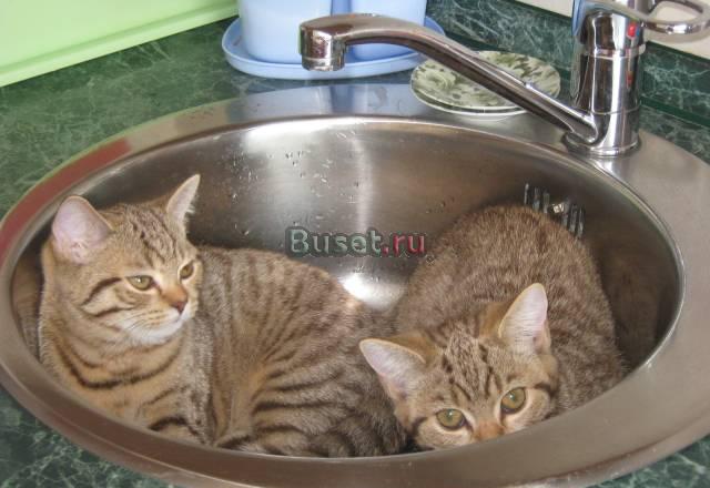 Титулованные британские девочки Москва