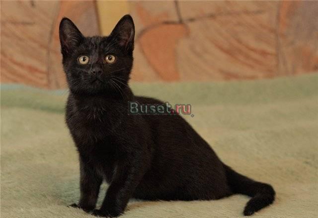 Очаровательный черный котенок ищет дом Санкт-Петербург