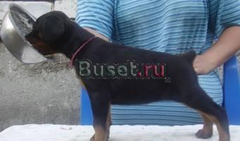 Щенки Добермана Воронеж