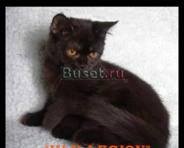 Шоколадка страйт Москва