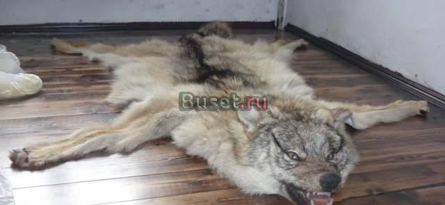 Шкура волка Новосибирск