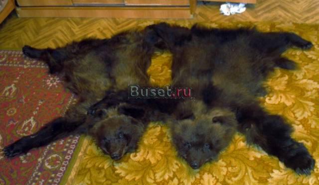 Ковер из шкуры медвежонка Новосибирск
