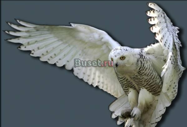 производство чучел выделка шкур Новосибирск