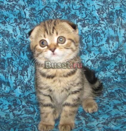 Котята скоттиш фолд и страйт Новоалтайск