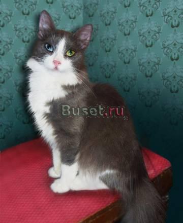 В дар очаровательная кошечка Дульсинея Москва