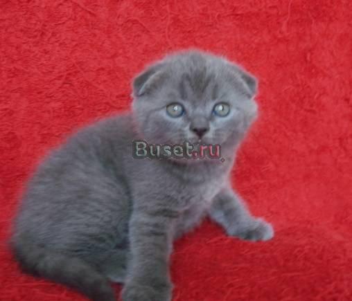 Шотландский вислоухий котик голубого окраса Москва