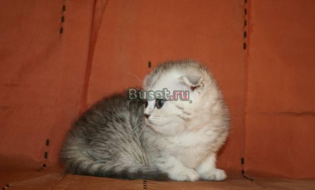 Кошечка Элитного окраса Москва