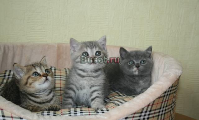 Британские Эксклюзивные котята Москва