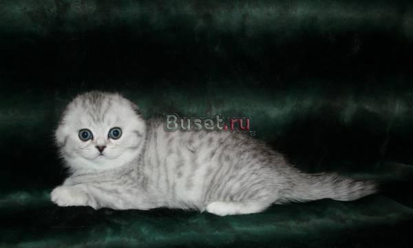 Шотландские Вислоухие котята с изумрудными глазами!Шиншила! Москва