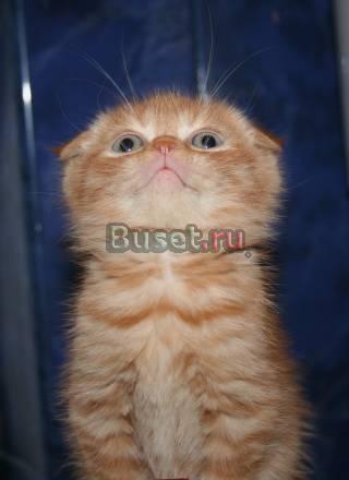 Кошечка Шотландская Вислоухая Москва