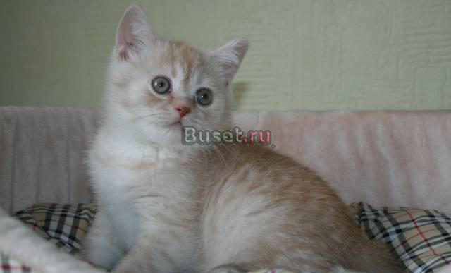 Британские и Шотландские Вислоухие котята Москва