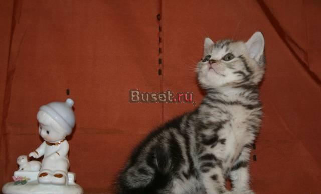 Британские котята вискас Москва