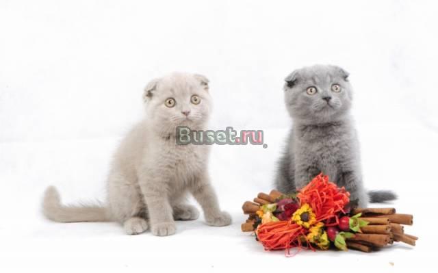 Фолды и страйт Санкт-Петербург