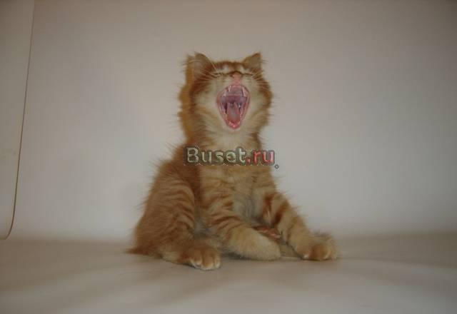 Продаются Котята Мейн-кун Воронеж