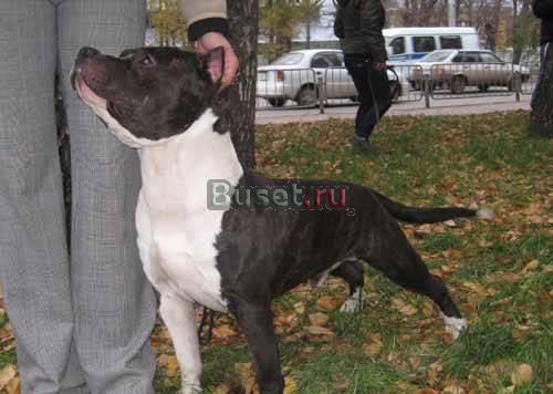 Предлагаю для вязки Саратов