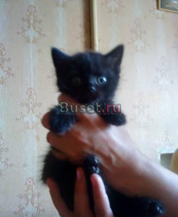 Шотландские  котята на продажу Саратов