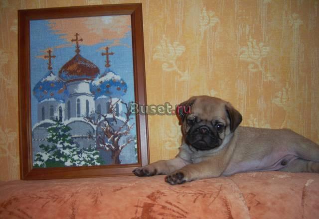 Продам Щенка мопса Вологда