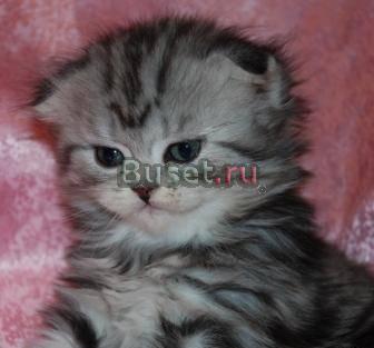 Вислоухая хайленд кошечка 1.5 мес Москва