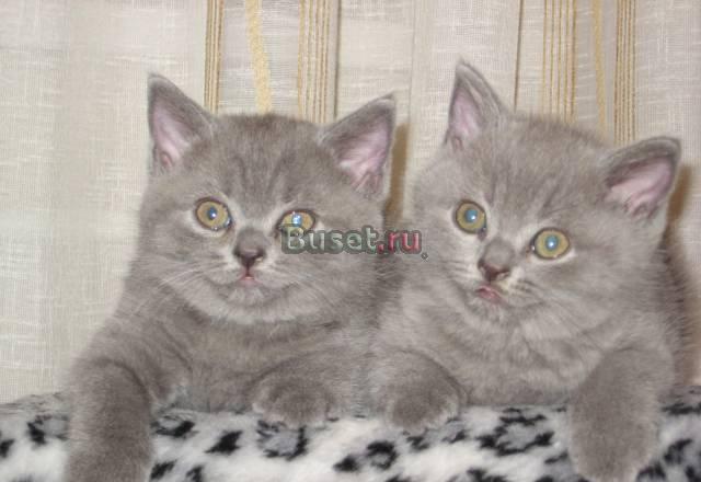 Котята британцы голубого окраса Санкт-Петербург
