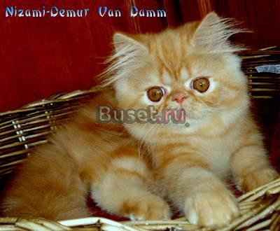 Персидский котик - окрас красный мрамор Москва