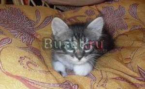 Красивые котятки (2 мес.) ищут дом Нижний Новгород