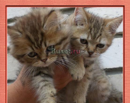 Британские котята Челябинск
