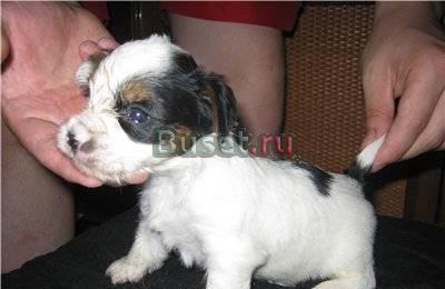 Бивер-йорки щенки девочки Москва