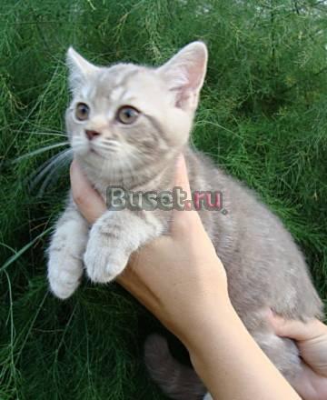 Британский лиловый мраморный котик Москва