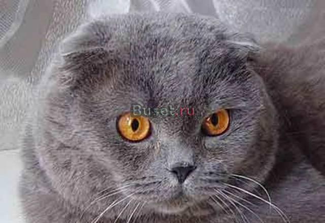 Шотландские коты  на  вязку Москва