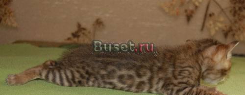 Бенгальские котята Химки