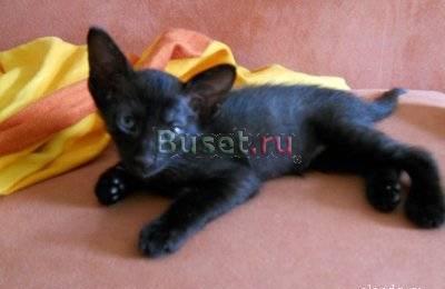 Котенок петербургский сфинкс Санкт-Петербург