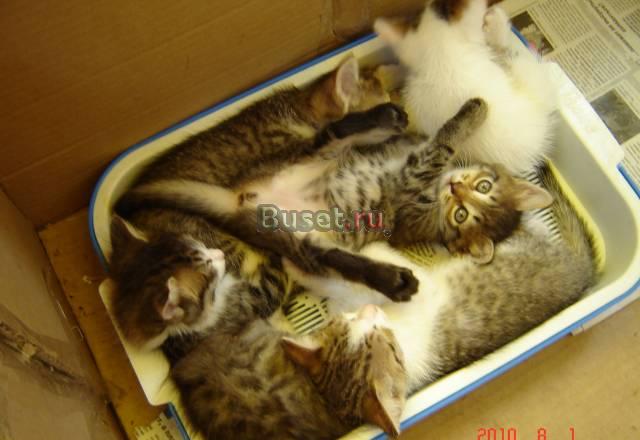 Котики Челябинск