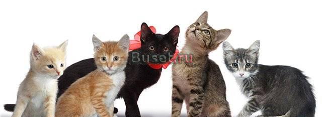 Котята, кошки из Roddomcat в добрые руки Москва
