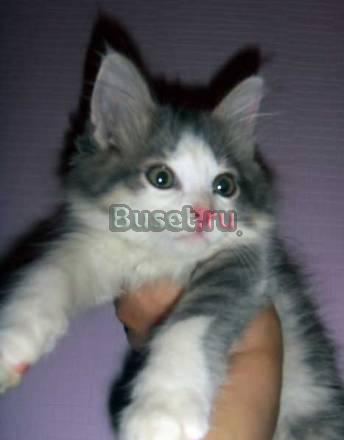 Котенок-мальчик 3 мес в добрые руки Москва