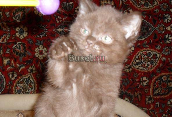 Чистокровная британская плюшевая шоколадка Москва