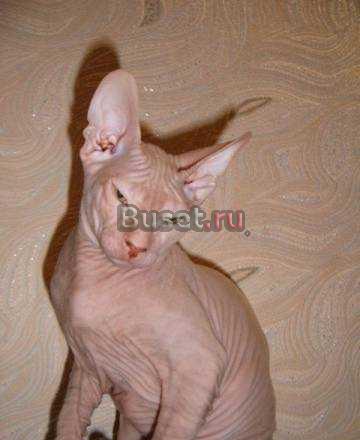 Котенок Донского Сфинкса Нижний Новгород